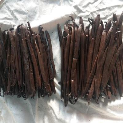 Vanilla Pod Fermentation 072918 960