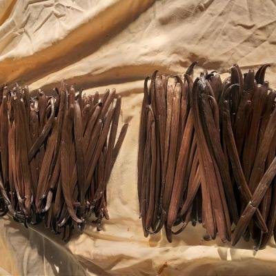 Vanilla Pod Fermentation 083338 960