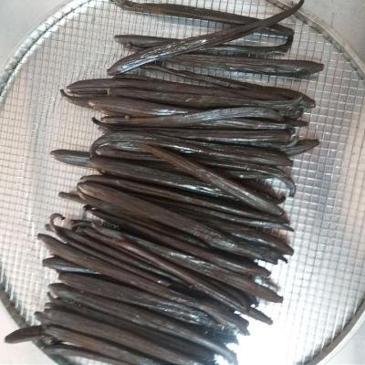 Drying Vanilla Pods 071423 960
