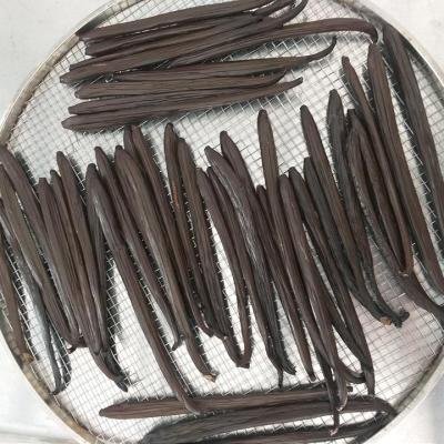 Drying Vanilla Pods 092043 960