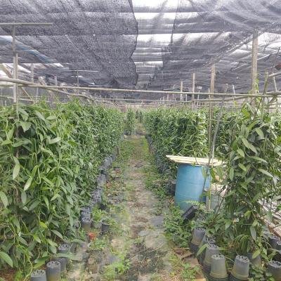 Vanilla Plant 1 Environment 144555 940