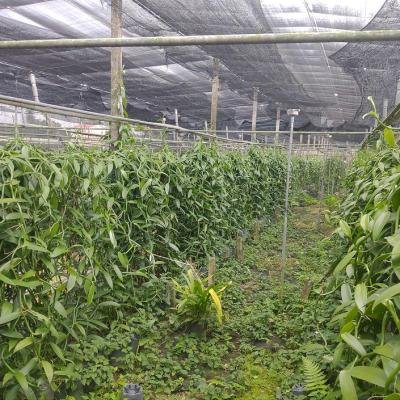 Vanilla Plant 1 Environment 144726 940