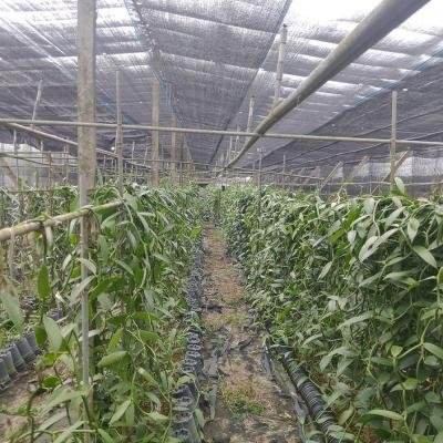 Vanilla Plant 1 Environment 144924 940