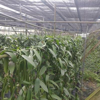 Vanilla Plant 1 Environment 145031 940