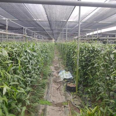 Vanilla Plant 2 Environment 145802 940