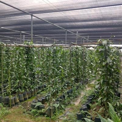 Vanilla Plant 2 Environment 145816 940