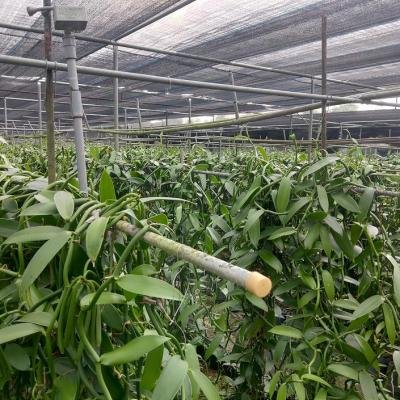 Vanilla Plant 2 Environment 150031 1 940