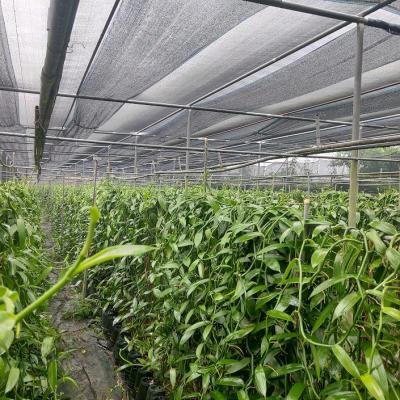 Vanilla Plant 2 Environment 151830 940