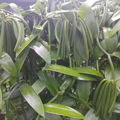Vanilla Plant 2 Environment 151952 940