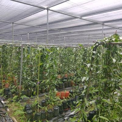 Vanilla Plant 2 Environment 152050 1 940