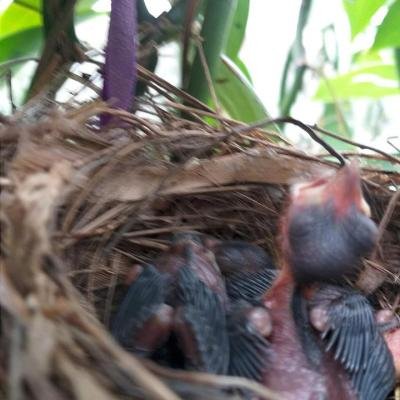 Organic Farming Birds Nest 113753 960