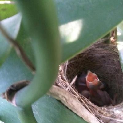 Organic Farming Birds Nest 960