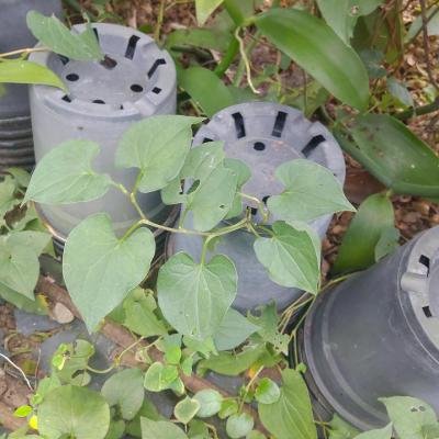 Organic Farming Pig Thigh 144649 960