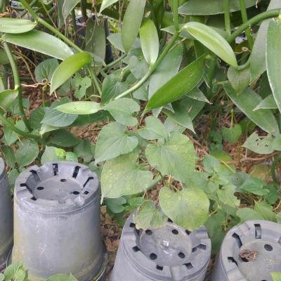 Organic Farming Pig Thigh 145138 960