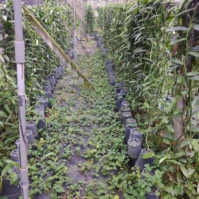 Organic Farming Pig Thigh 960