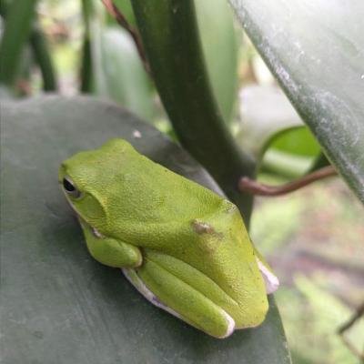 Organic Farming Tree Frog 960