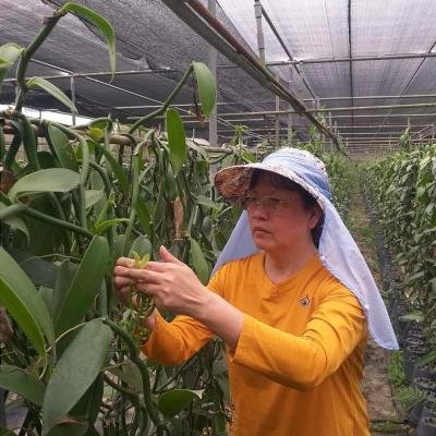 Vanilla Artificial Pollination 080357 940