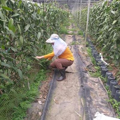 Vanilla Artificial Pollination 080437 940