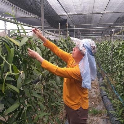 Vanilla Artificial Pollination 080456 940