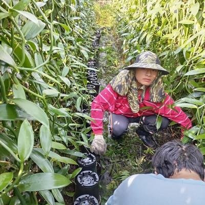 Vanilla artificial weeding 073321 940