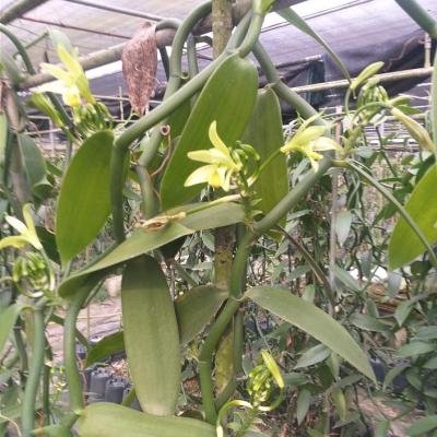 Vanilla Flowers 075709 T940