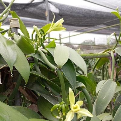 Vanilla Flowers 081721 940