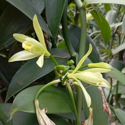 Vanilla Flowers 081733 940