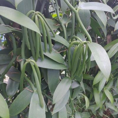 Vanilla Pods 144638 960