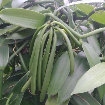Vanilla Pods 145004 960