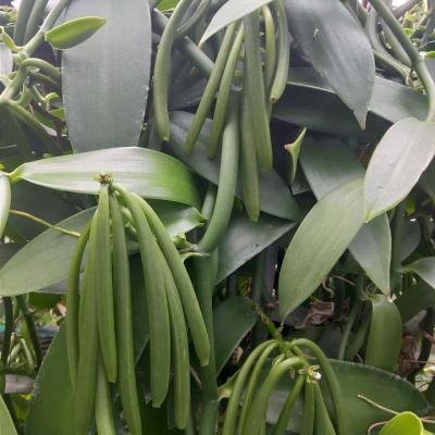 Vanilla Pods 145915 T960