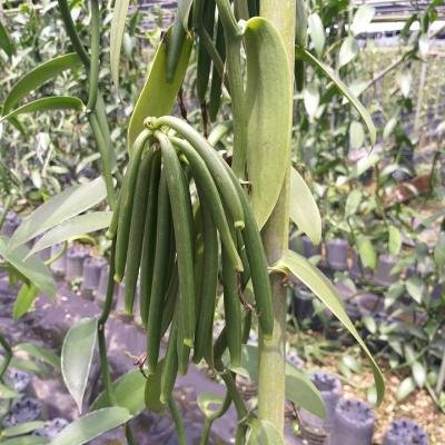 Vanilla Pods 1655263353823 960