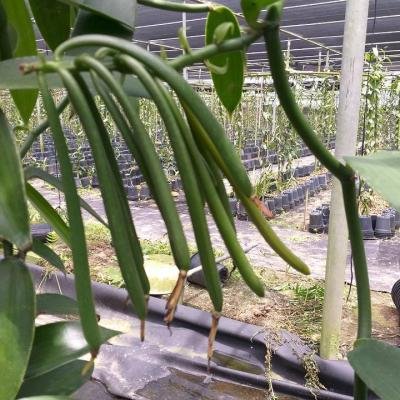 Vanilla Pods1655263363453 960