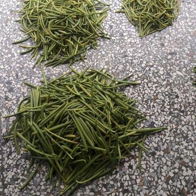 Vanilla Pod Classification T960